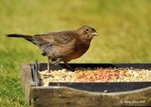 blackbird enjoying robin and friends mix off a ground tray
