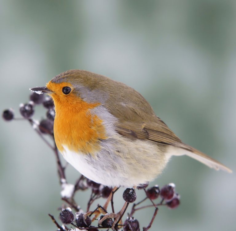 Robin on winter berries on a frosty day