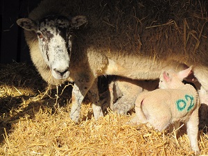 A ewe with her new born lambs enjoying some milk