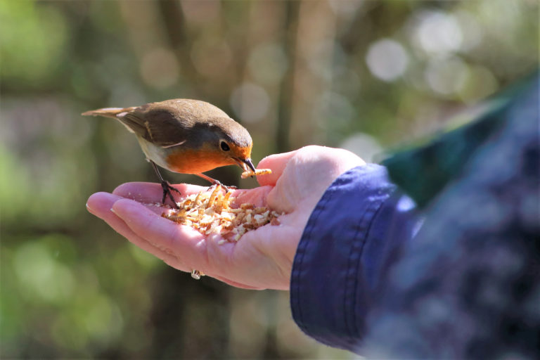 a friendly Robin enjoying some mealworm treats out of someones hand