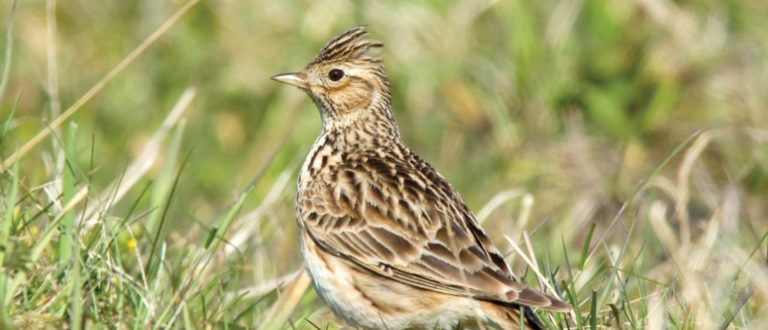 Skylarks wandering on the farm come and visit us to see whats about, collect a farm map with permissive footpath routes at Rectory farm, Eyebrook wild bird feeds