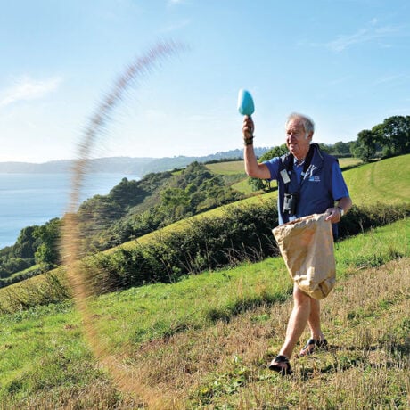 feeding cirl bunting mix Seed mix spreading by RSPB volunteer John White, part of Cirl Bunting protection, RSPB Labrador Bay nature reserve, Devon, September