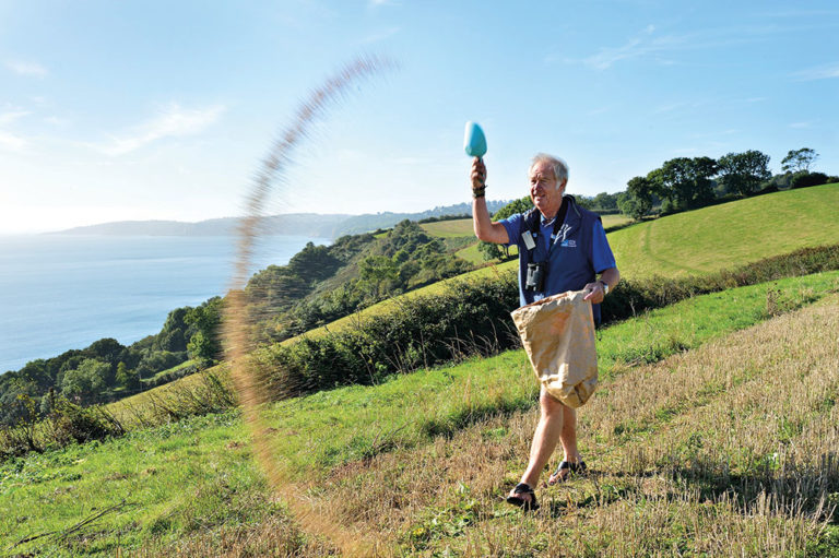 feeding cirl bunting mix Seed mix spreading by RSPB volunteer John White, part of Cirl Bunting protection, RSPB Labrador Bay nature reserve, Devon, September