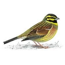 Cirl Bunting