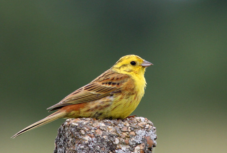 yellow hammer sitting on gatepost
