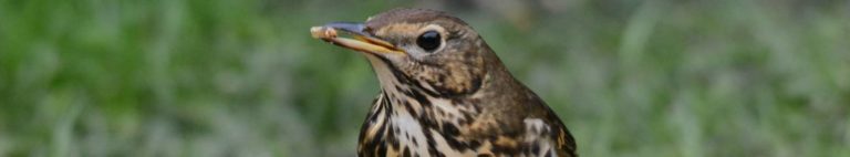 Thrush enjoying a mealworm treat