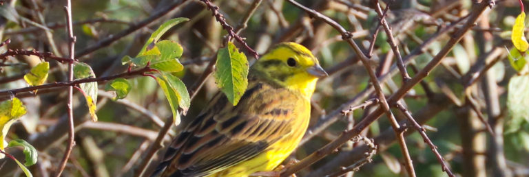 yellow hammer bird