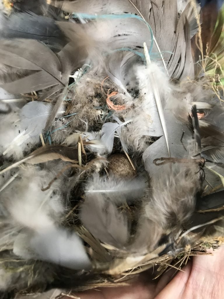 Bird Nest