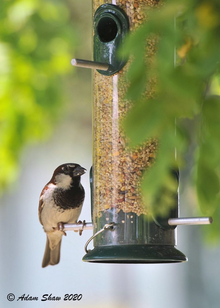 Sparrow feeding