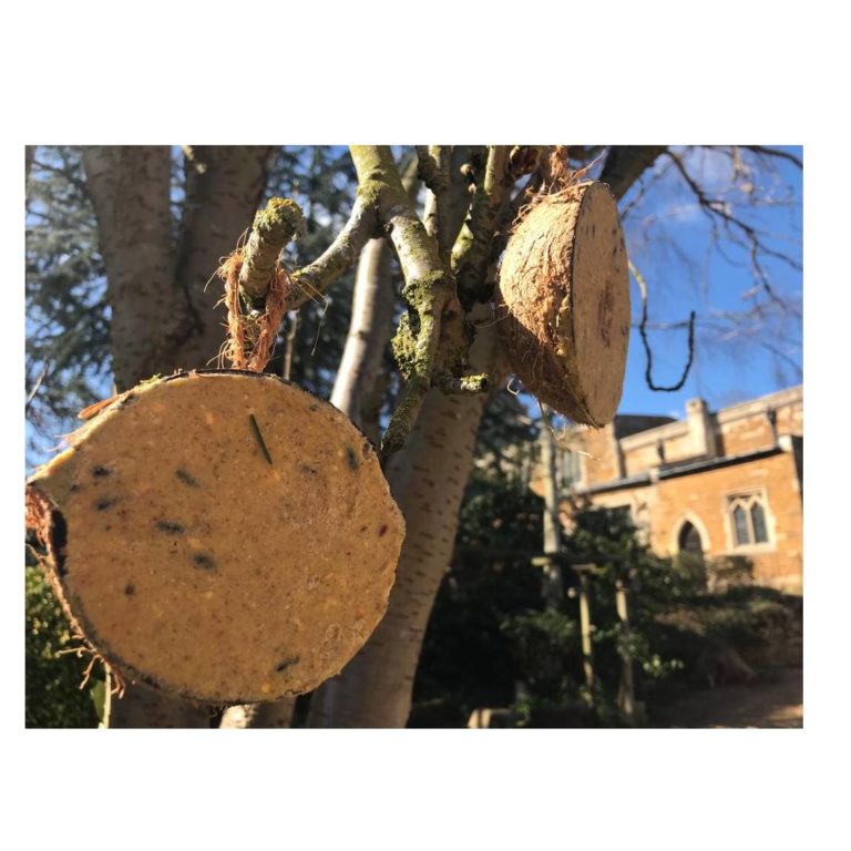 Suet-Filled Coconut Halves hanging in the tree by Saint Andrews Church