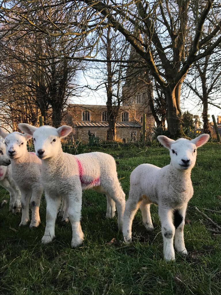Larry and Lenna with their friends by the churchyard here at Rectory Farm come and see them when walking our permissive foot paths through the farm