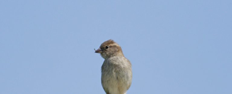 A house Sparrow gathering nesting materials from around the yard