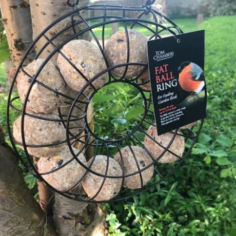Tom Chambers Fat ball ring feeder nestled in a silver birch tree