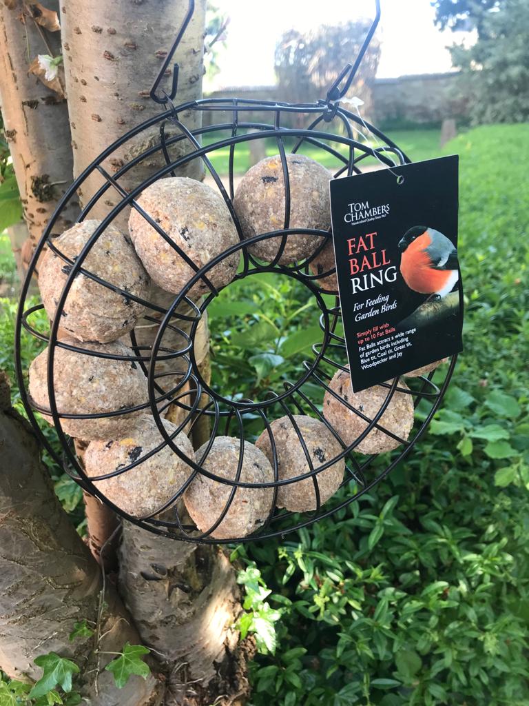 Tom Chambers Fat ball ring feeder nestled in a silver birch tree