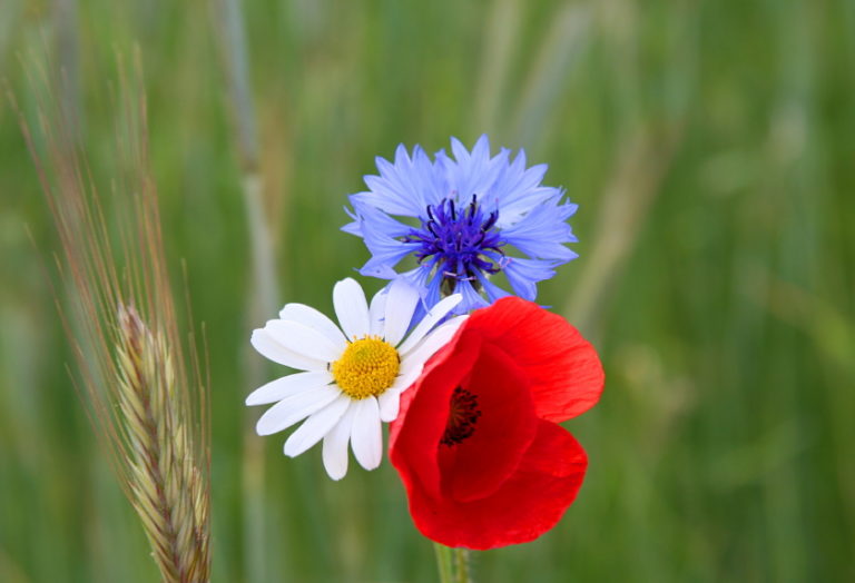 Jubilee wildflower mix in full bloom at Rectory farm shop
