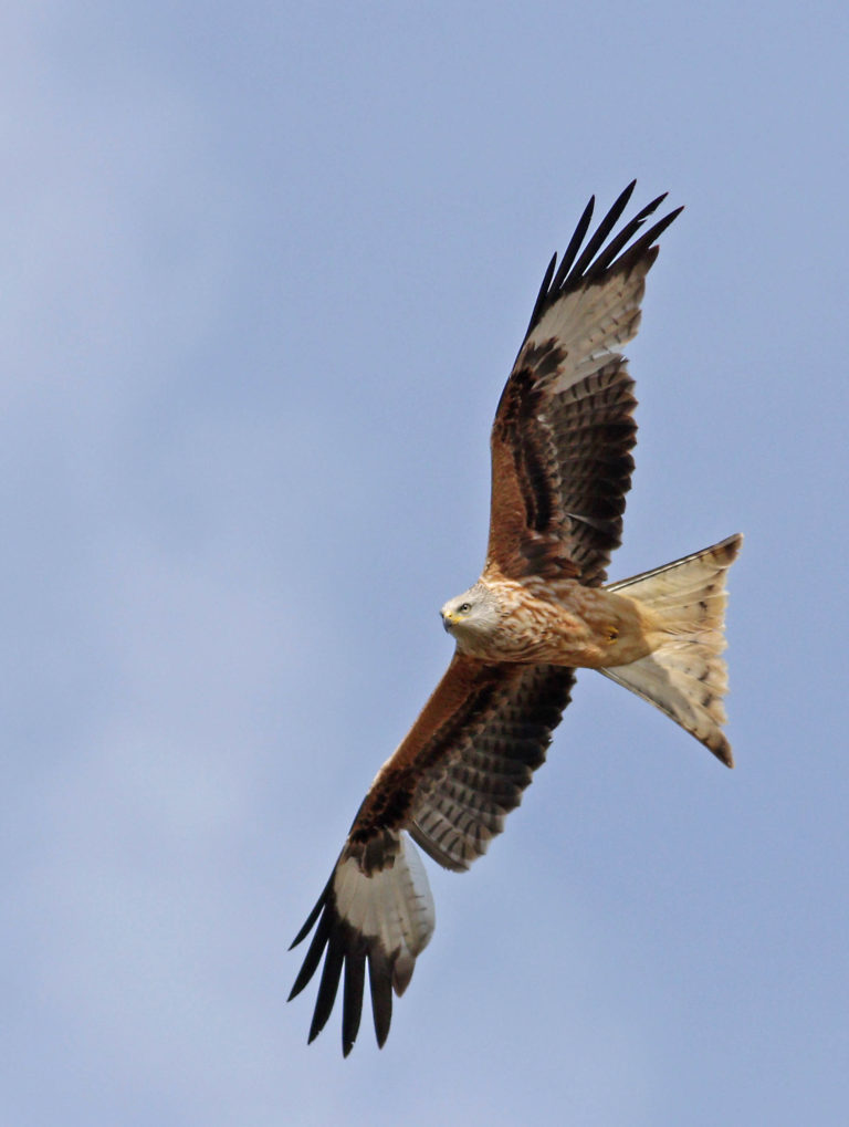 Red kite flying around at Rectory Farm