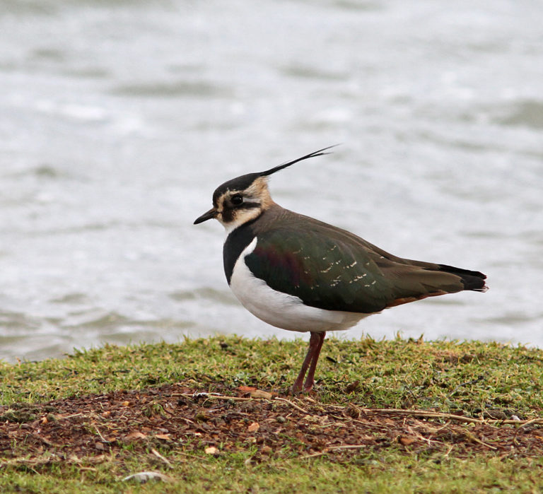 Lapwing