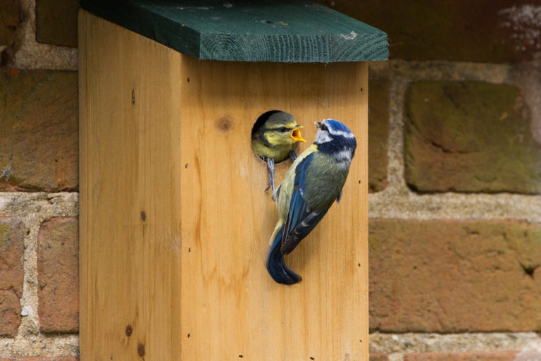 Blue tit feeding fledgling in nestbox national next box week