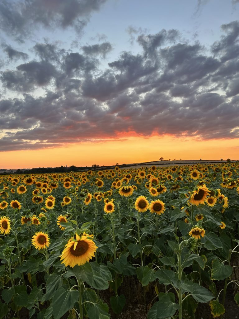 Sunflowers with beautiful sunset