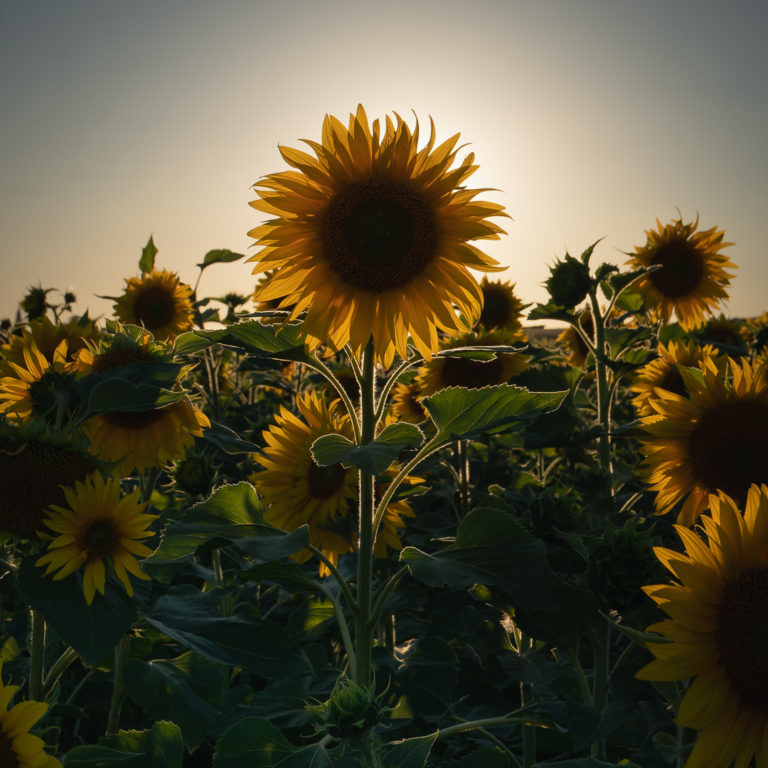 Eyebrook Sunflowers will be in our mixes from October