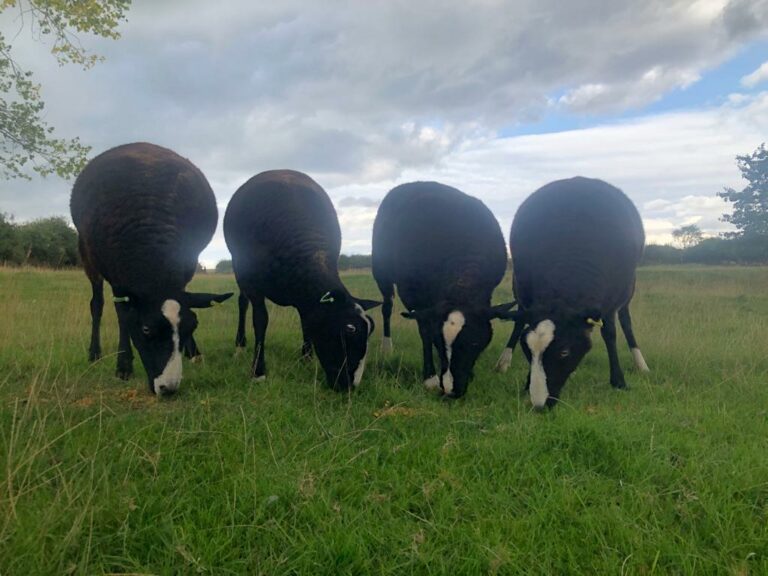 Meet the latest additions to Rectory Farm. These lovely ladies are Zwartble sheep and are pictured enjoying the luscious Welland Valley Grass at Rectory Farm