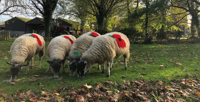 Sheep at Rectory Farm wearing poppies with pride