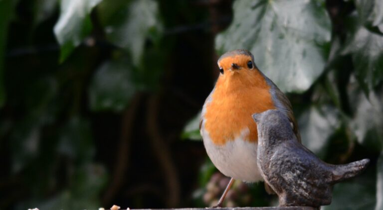 A robin using a cast iron feeding dish supplied by Eyebrook Wild Bird Feeds, a great Christmas gift