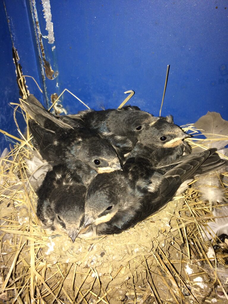 Swallow fledglings in nest