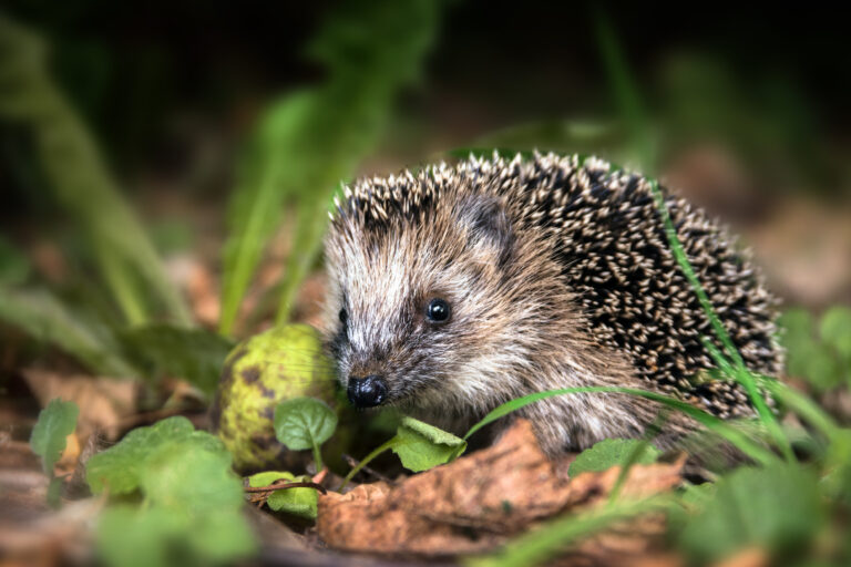 Hedgehog foraging in leaves little young hedgehog in autumn forest looking for food in the undergrowth, selected focus, narrow depth of field