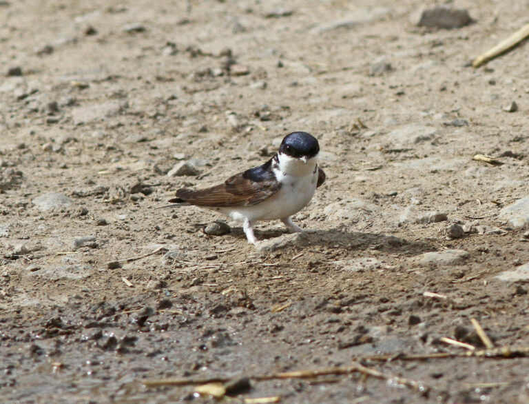 House Martin next to a puddle