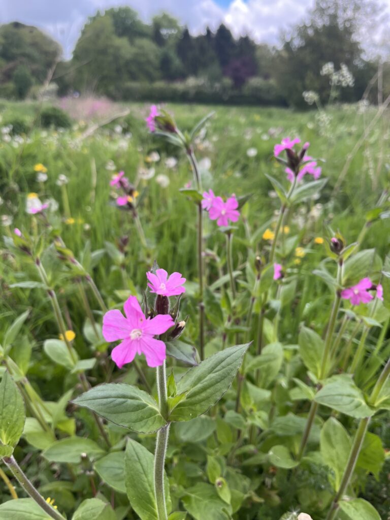 Wild Flowers