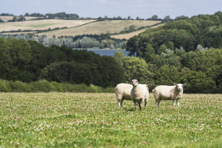 Lambs in field of clover with views over the Eyebrook Reservoir