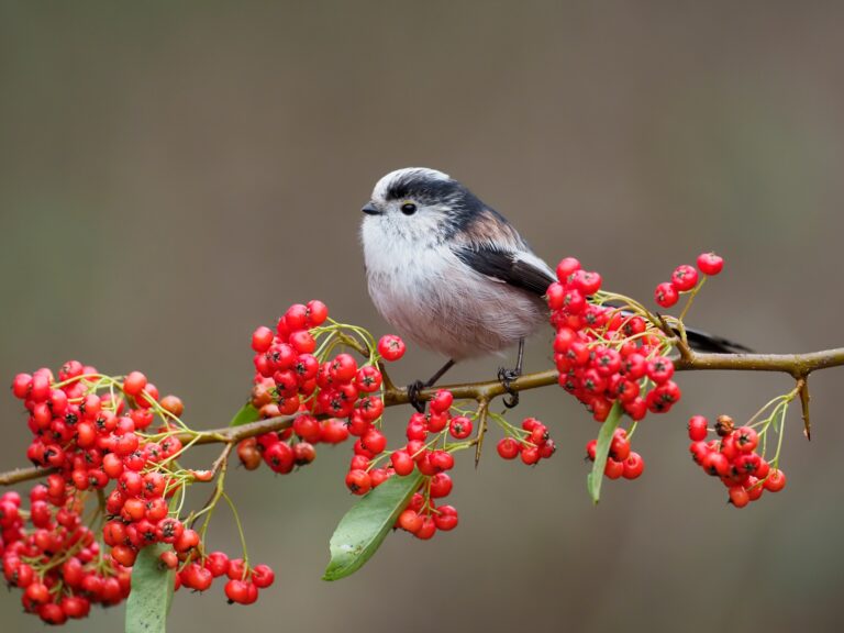 Long Tailed Tit on Berries