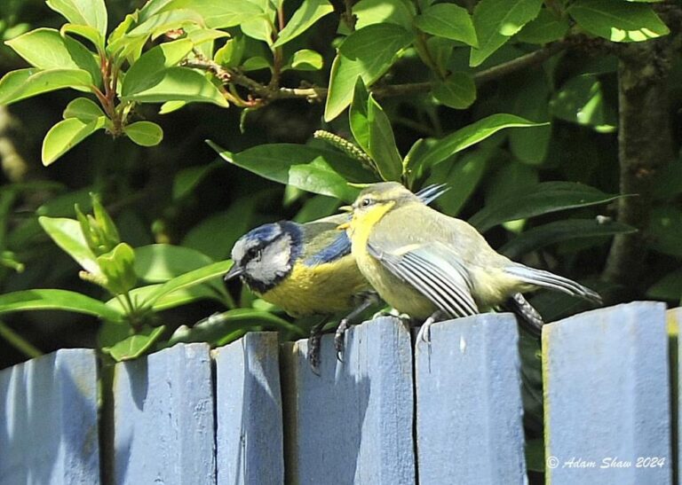 A gorgeous blue tit fledgling perching on the fence with Mum being shown where the good are! Eyebrook Wild Bird Feeds Fledgling mix