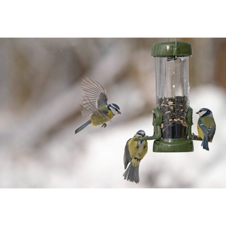 Ring Pull Click Seed feeder