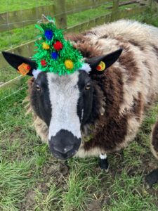 Christmas Sheep! Even the sheep dress up and get in the festive spirit. Heidi showing off her tinsel tree hat.