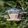A National Trust window feeder sold by Eyebrook Wild Bird Feeds, why not buy online now and get a closer look at your gorgeous garden birds.
