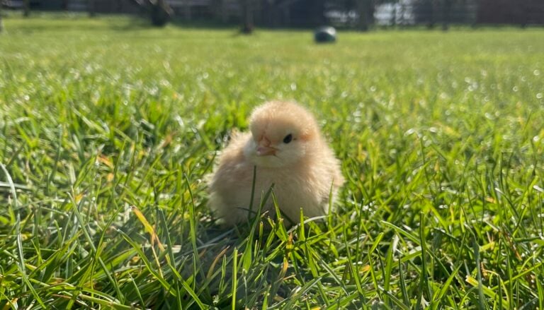 Eyebrook Wild Bird Feeds Leicestershire - Wild Bird Food and Feeders 31 Chick rotated e1775114407443